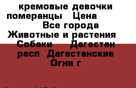 кремовые девочки померанцы › Цена ­ 30 000 - Все города Животные и растения » Собаки   . Дагестан респ.,Дагестанские Огни г.